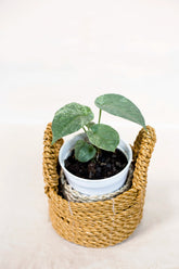 Amydrium medium spp. variegata "glaucous form"